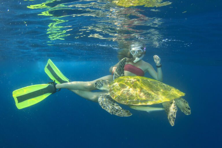 snorkling with green sea turtle