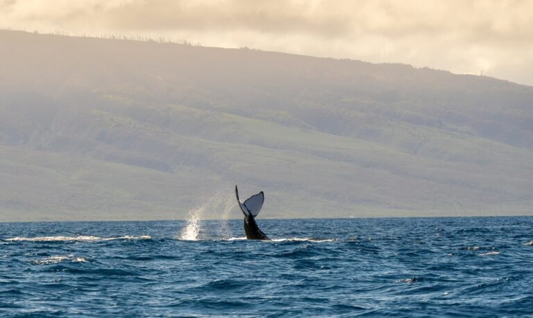 The tail of a big whale popping out from the ocean near Maui Island, Hawaii