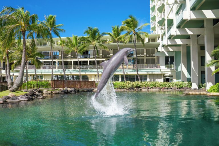 resort with dolphin jumping up of dolphin pool