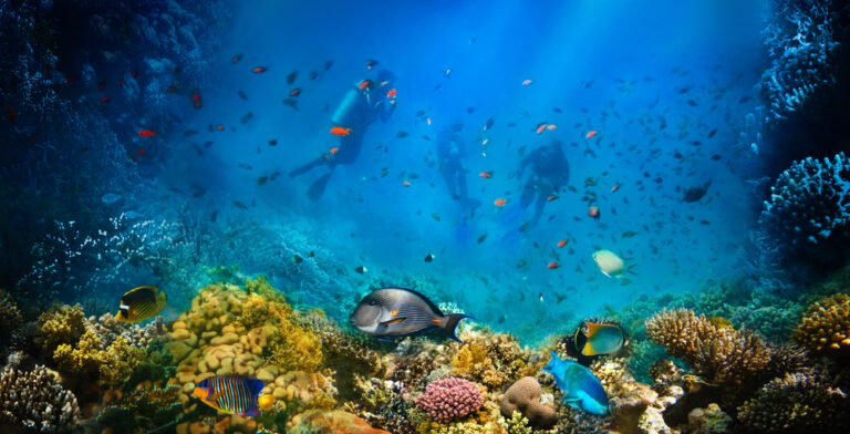 Group of scuba divers in water at tropical reef