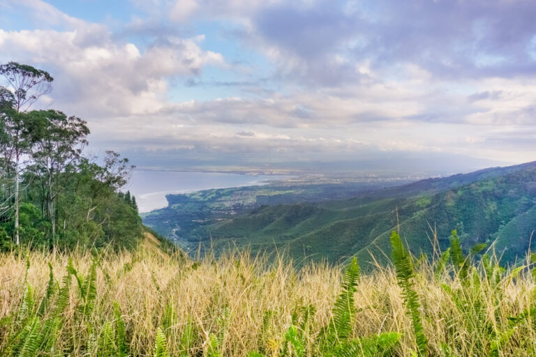 Upcounry Maui ocean below in distance.